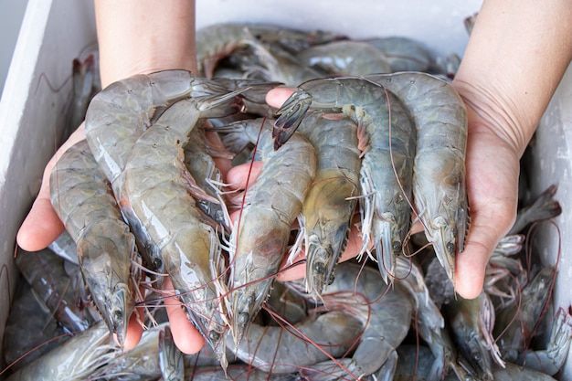 close up hand holding fresh white shrimp premium photo