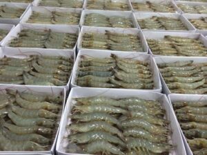 frozen vannamei suppliers & exporters in vietnam